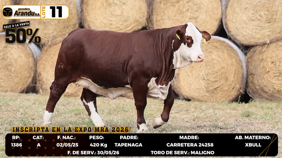 Lote LOTE 11