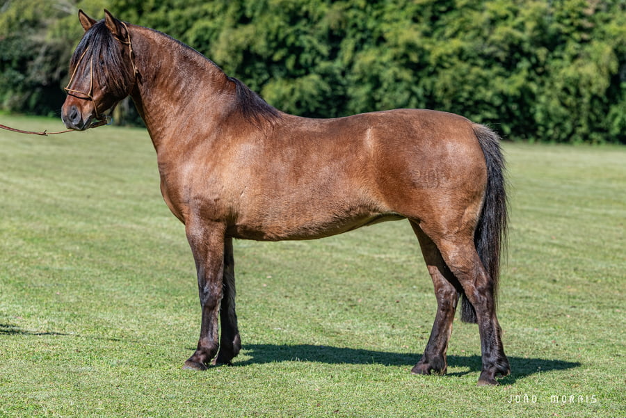 Lote Afianzado Juanita