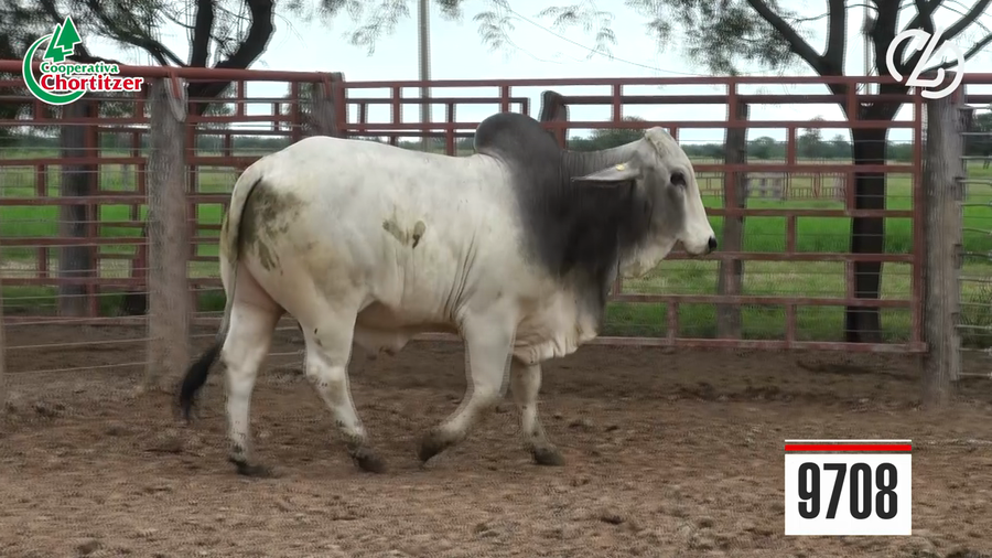 Lote Toros Brahman
