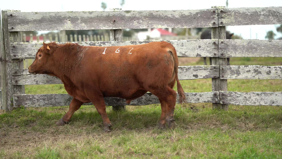 Lote Toros PI