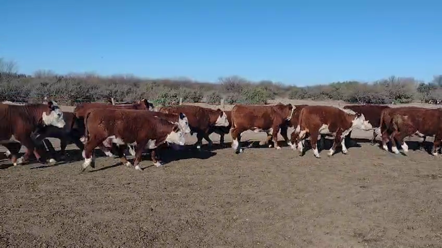 Lote 100 Terneros en Beazley, San Luis