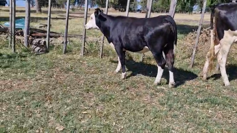 Lote 2 Vaquillonas  480kg - , San José