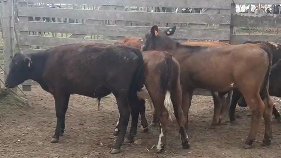 Lote 6 Terneros Cruzas