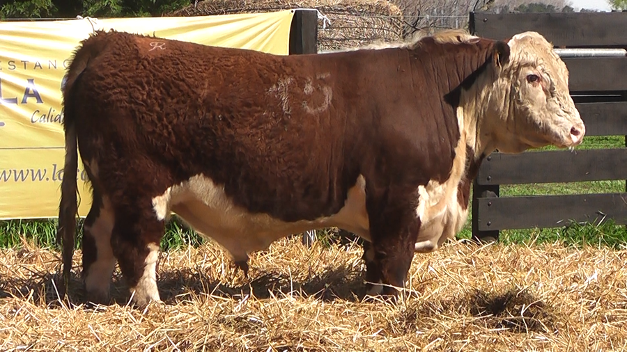 Lote TOROS P. HEREFORD PURO REGISTRADO