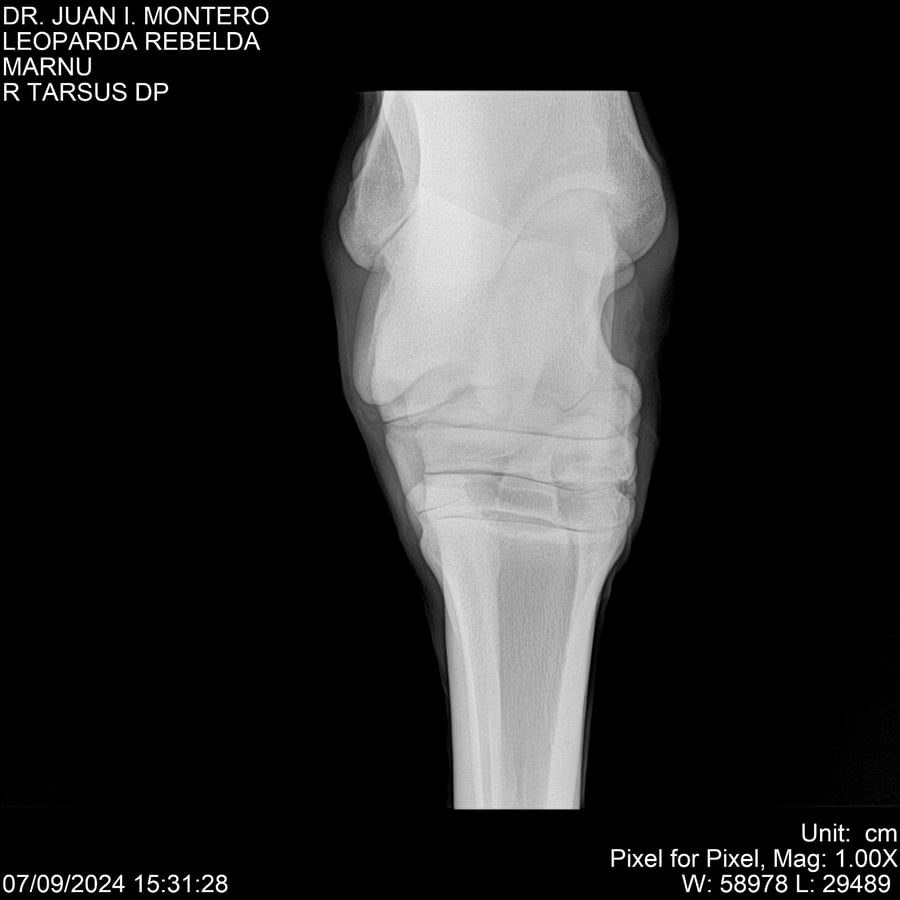 Lote LEOPARDA REBELDE