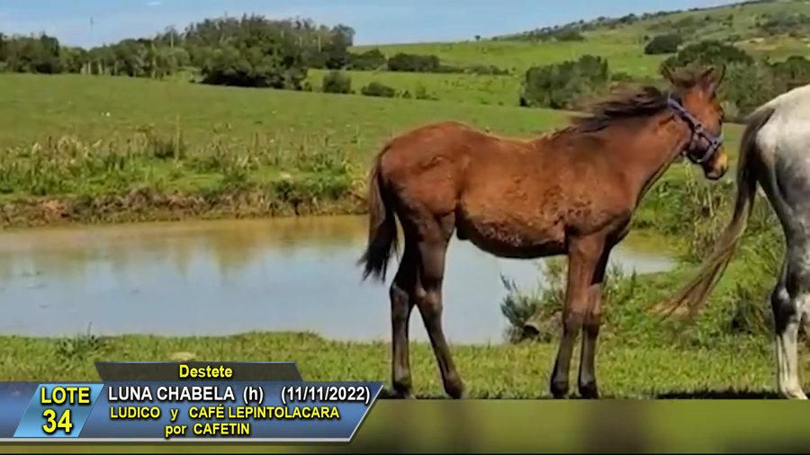 Lote Luna Chabela