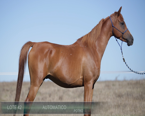 Lote AUTOMATICO