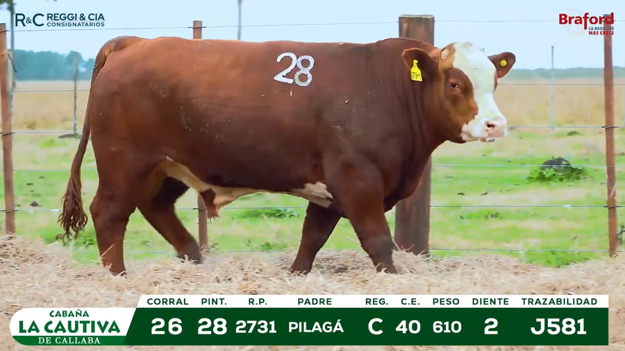 Lote TOROS BRAFORD  REGISTRADOS Cabaña La Cautiva