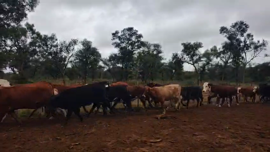 Lote 170 Vaquillonas en Salta, Tolloche