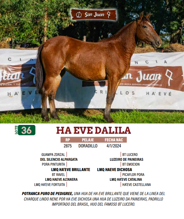 Lote LOTE 36
