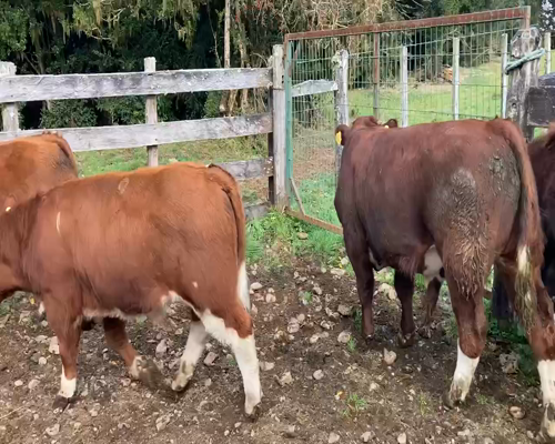 Lote 15 Ternero en Cisnes, XI Región Aysén