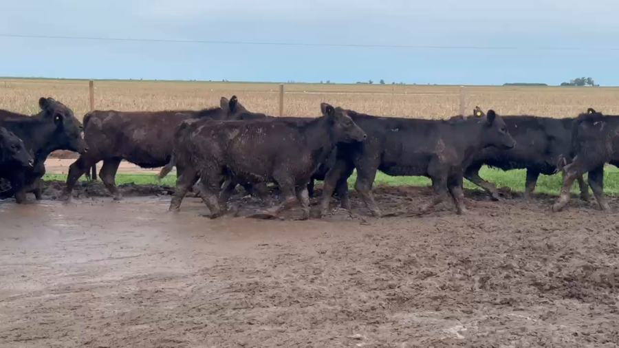 Lote 130 Terneros/as en Gral.  Pintos