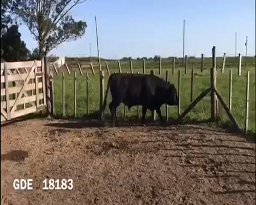 Lote 1 Toros en Punta Indio, Buenos Aires