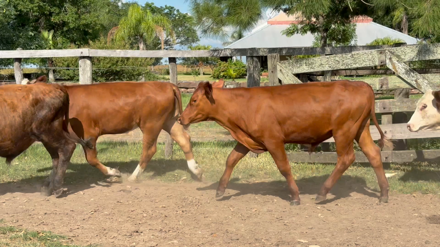 Lote 50 Novillitos en Corrientes, Mercedes