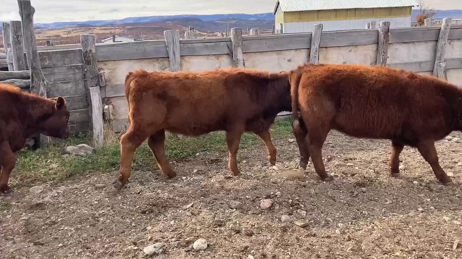 Lote 26 Ternera en Coyhaique, XI Región Aysén