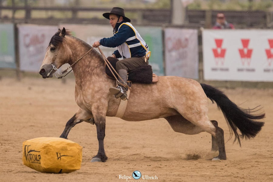 Lote EMBRIONES TARANTULA Y OLIMPICA