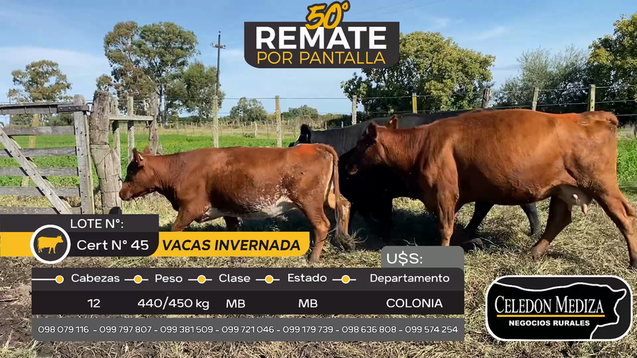 Lote 12 Vacas de Invernada en Colonia Belgrano a 6 km de Nueva Palmira, Colonia