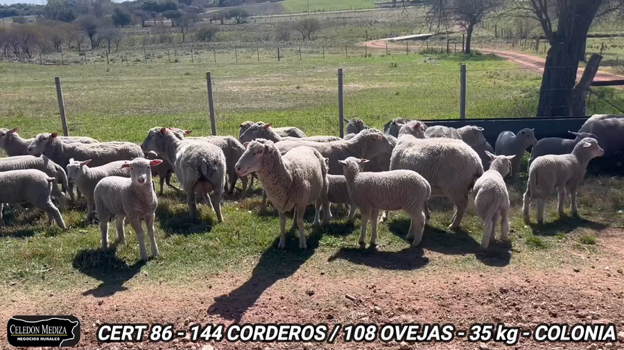 Lote 252 Ovejas piezas de cría en Colonia