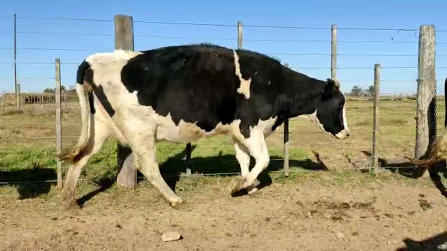 Lote Los Alamos - Vaquillonas Preñadas