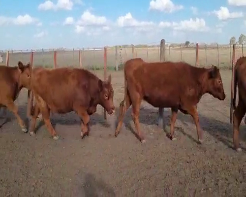 Lote 70 Vaquillonas en Pehuajó, Buenos Aires
