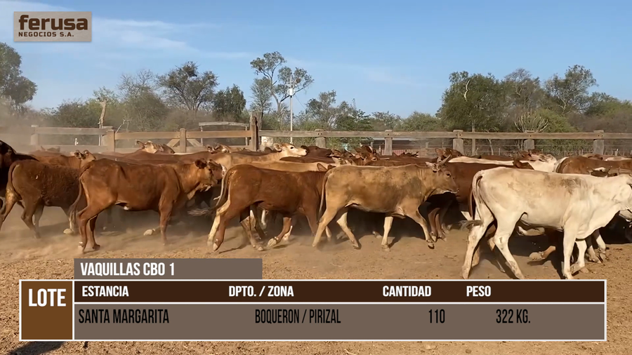 Lote LOTE 7 - 110 VAQUILLAS CBO 1