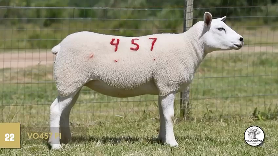 Lote Borregas a remate en Texel Don Amilcar y Villa Olivar, Canelones