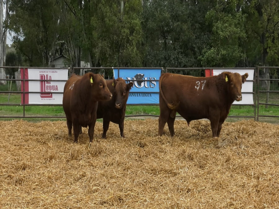 Lote TOROS ANGUS COLORADOS PC