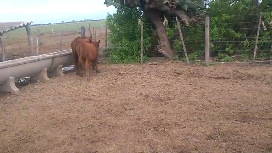 Lote 9 Terneros en Santa Fe, Lehmann