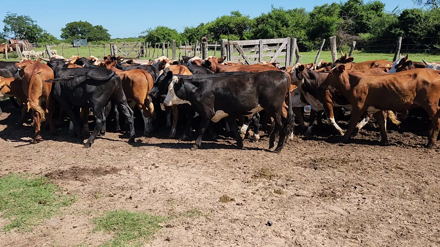 Lote 55 Novillos en Esquina, Corrientes