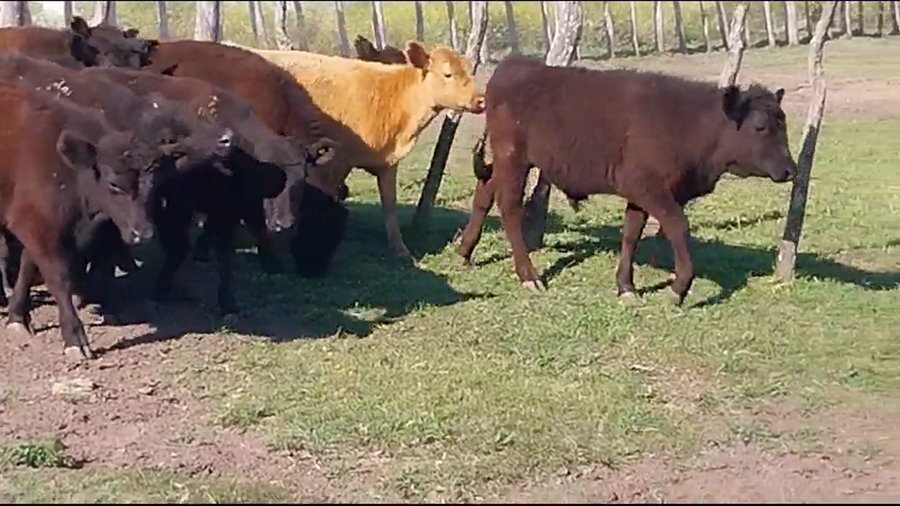 Lote 84 Terneros/as en Santa Elena, Entre Ríos