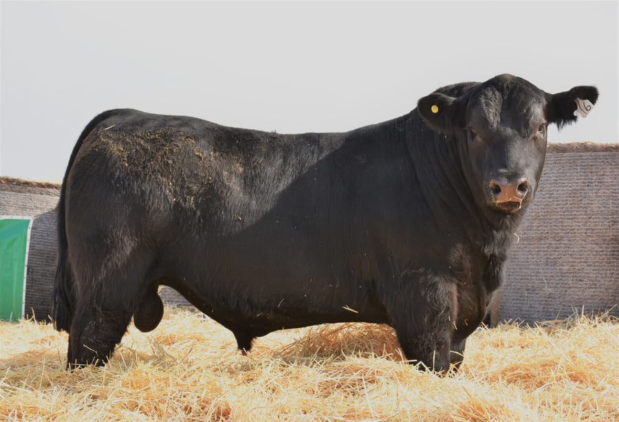Lote TOROS PC