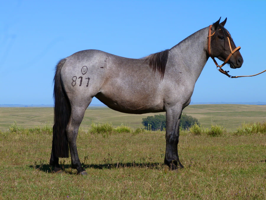 Lote Atormentada Salpay