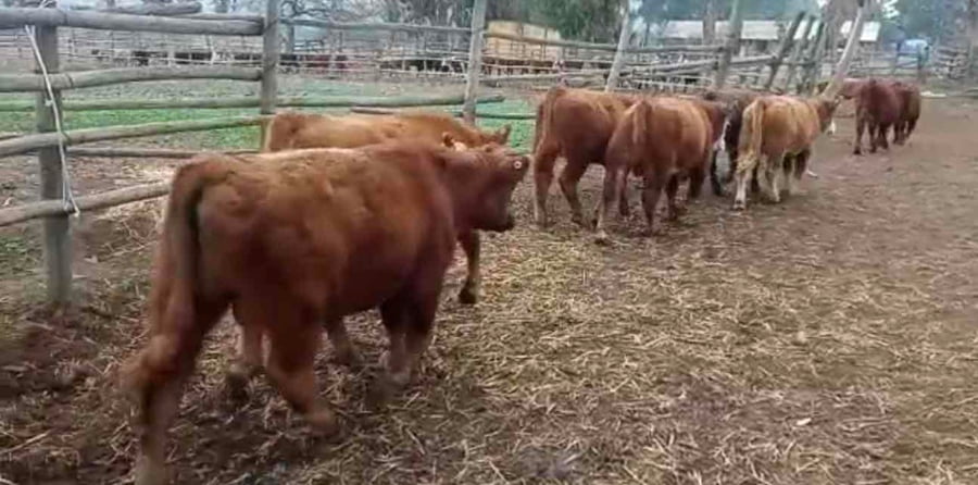 Lote 50 Ternero en Puchuncaví, V  Región Valparaíso