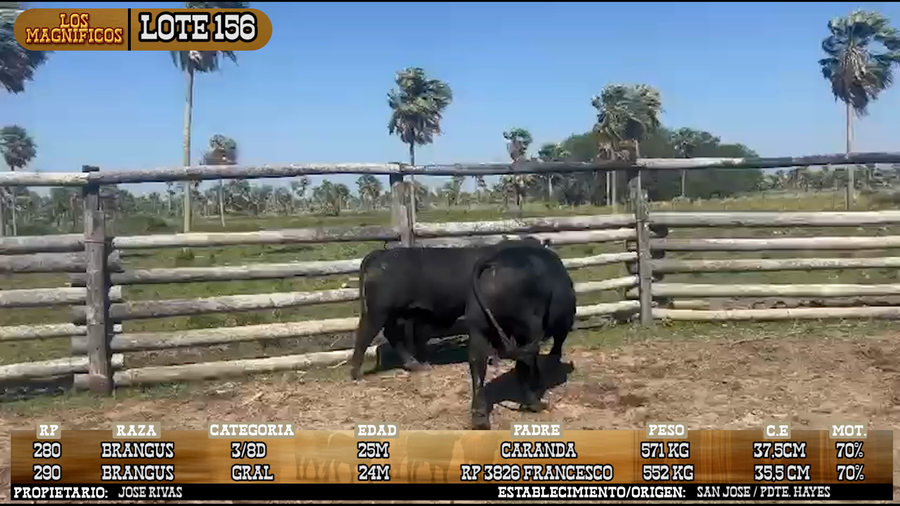Lote LOTE 156 - VIVO