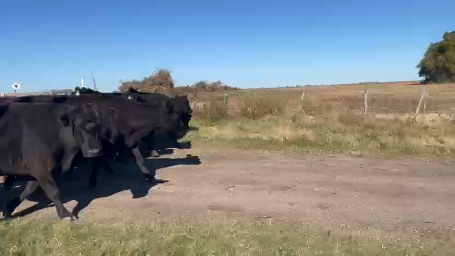 Lote 35 Vacas de invernar en Entre Ríos, Aldea San Antonio (G)
