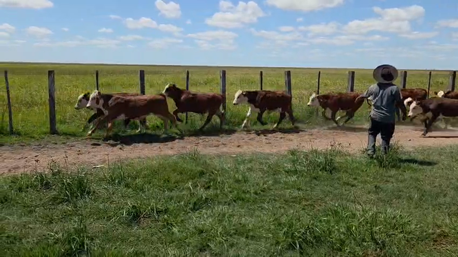 Lote 65 Terneros en Corrientes, Paso de Los Libres