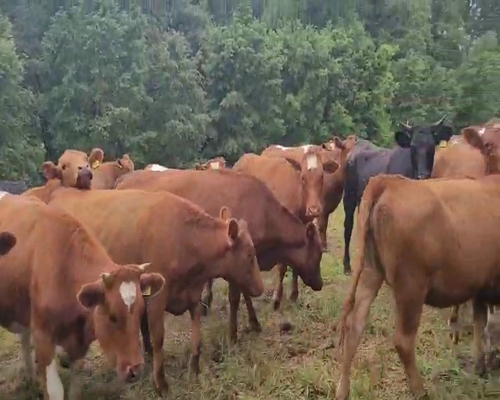 Lote 55 Vaquilla Engorda en Cunco, IX Región Araucanía