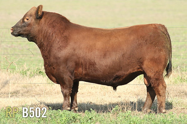 Lote 3 TOROS PUROS DE PEDIGREE