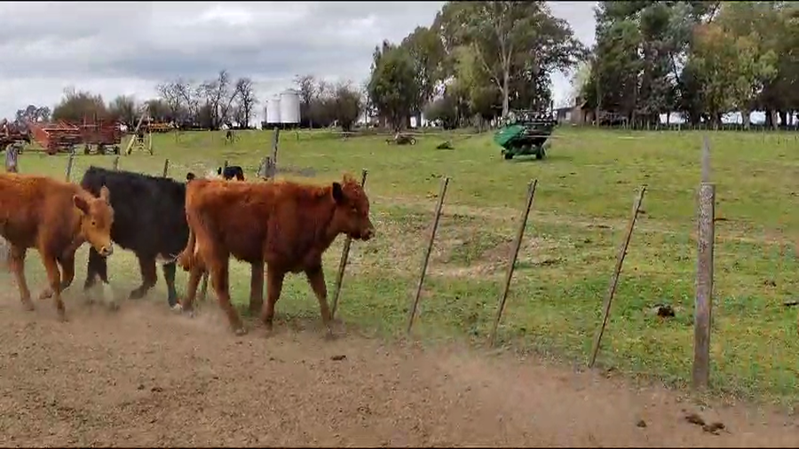 Lote Novillitos y vaquillonas en Gral. Lamadrid, Buenos Aires