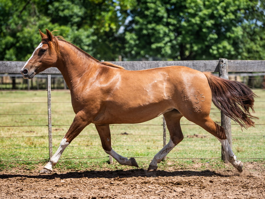 Lote DEL SIETE JINORA