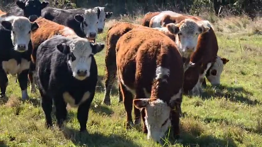 Lote 45 Novillo Engorda en Fresia, X Región Los Lagos