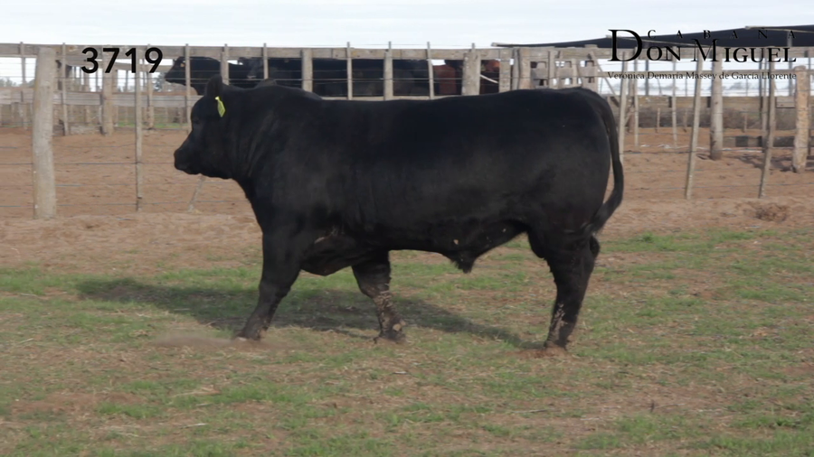 Lote TOROS PUROS DE PEDIGREE