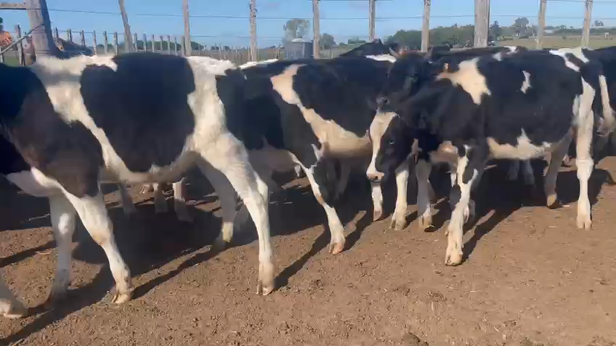 Lote 20 Terneros holando