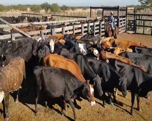 Lote 32 Vacas de invernar en Mburucuyá, Corrientes