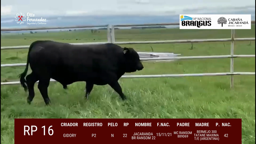 Lote Toros a remate en 14º Nacional Brangus, Tacuarembó