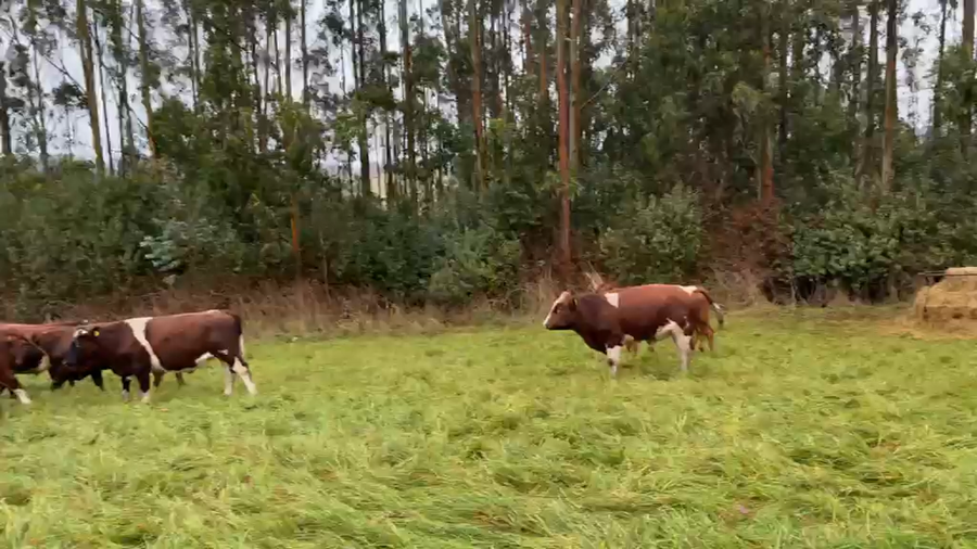 Lote 43 Novillo Engorda en X Región Los Lagos, Fresia