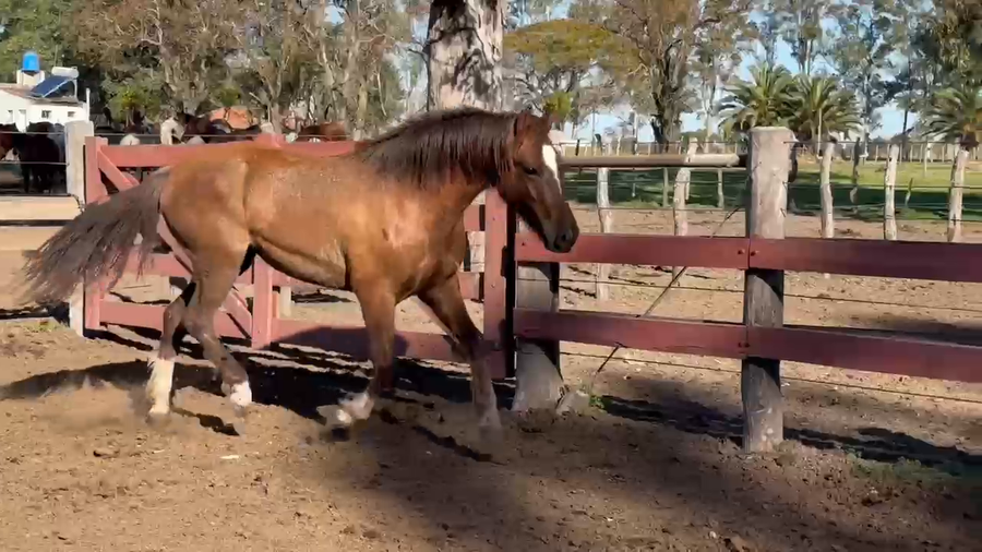 Lote 0 Yeguas en Corrientes, Curuzú-Cuatiá