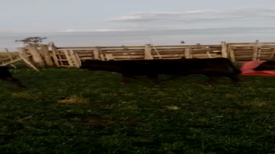 Lote 15 Terneros en Gral. Lamadrid, Buenos Aires