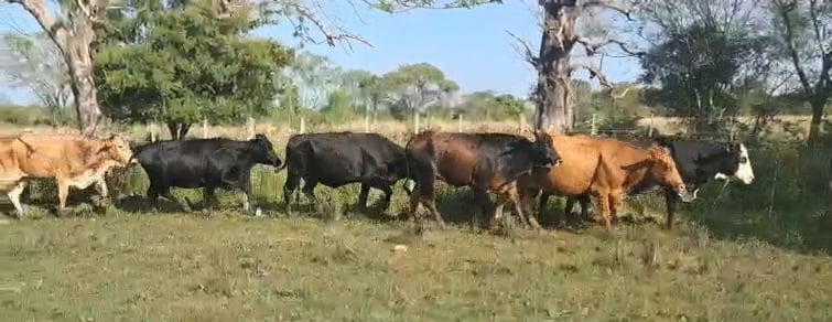 Lote 53 Vacas de invernar en Corrientes, Itatí