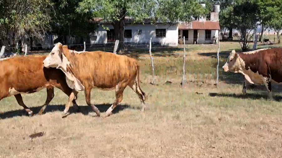 Lote 46 Vacas usadas preñadas en Corrientes, Mercedes